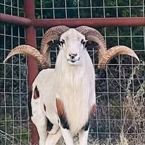 Exotic Ram Goats for Sale - Image 2