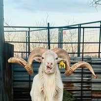 476668670_122110087952750050_3012858886332251265_n Exotic Ram Goats for Sale