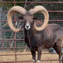 491998035_122127335744750050_174630676927106230_n Exotic Ram Goats for Sale
