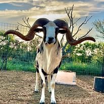 497749124_122133055874750050_2045206317547118619_n Exotic Ram Goats for Sale