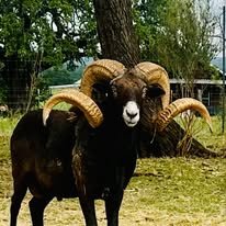 504297619_122137351016750050_8127525931763830904_n Rambo